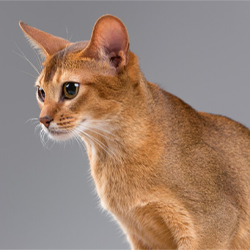abyssinian