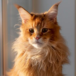 maine-coon