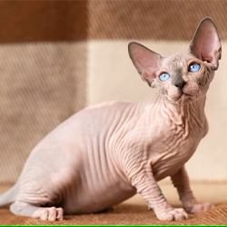 sphynx
